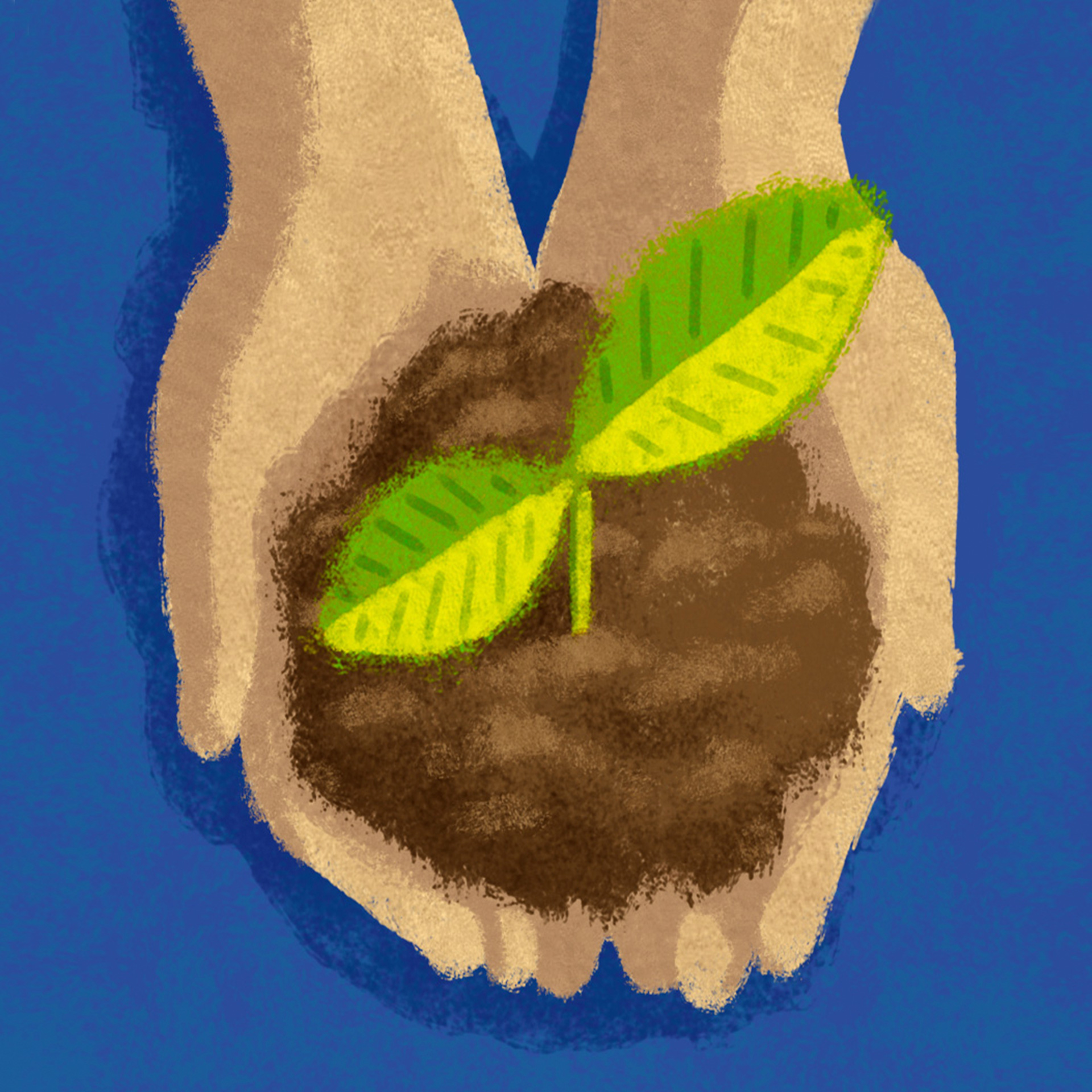 Plantar un árbol